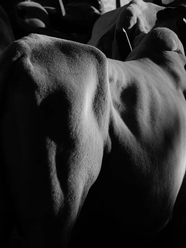 Fotografia em preto e branco, no formato vertical, mostrando um enquadramento fechado sobre o corpo de boi.