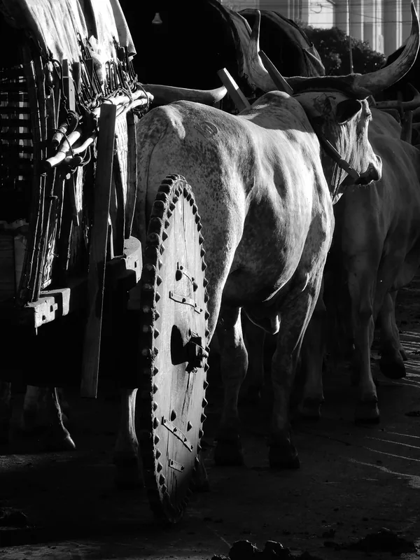 Fotografia em preto e branco, no formato vertical.
