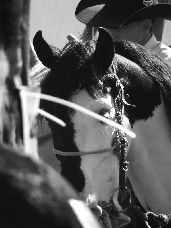 Fotografia em preto e branco, no formato vertical, com enquadramento fechado sobre a cabeça do cavaleiro e seu cavalo.