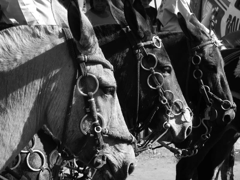 Fotografia em preto e branco, no formato horizontal, mostrando um enquadramento muito próximo de três cavalos ou mulas posicionados lado a lado.