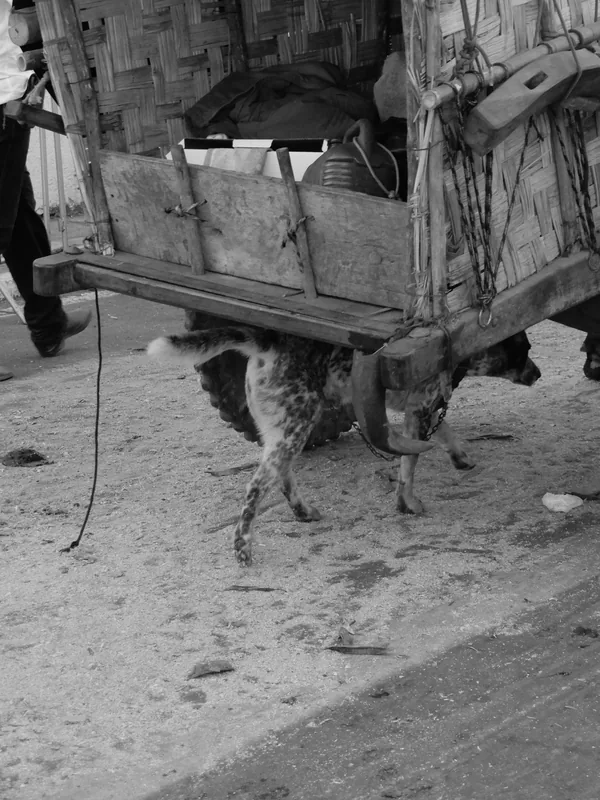 Fotografia em preto e branco, no formato vertical, mostrando a parte traseira e lateral de um carro de boi, visto de muito perto.